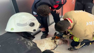 Boynuna zincir sıkışan köpeğin imdadına itfaiye yetişti