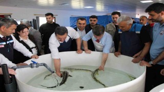 Bu balığın havyarı siyah inci: Karadenize 8 bin adet dağıtılacak, çiple takip edilecek