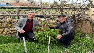 Bu laleleri gözleri gibi koruyorlar