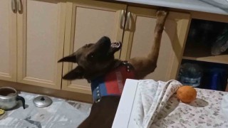 Burnuyla kokladı, patisiyle uyuşturucuların yerini gösterdi