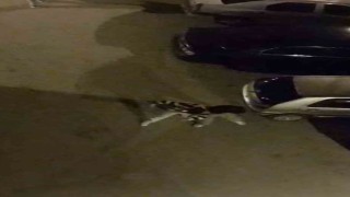 Bursada sokak ortasında boks ringlerini aratmayan kavga kamerada