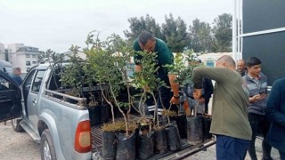 Büyükşehirden Alanyanın coğrafi işaretli keçiboynuzuna destek