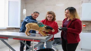 Can dostlar için Menemende rekor tedavi sayısına ulaşıldı