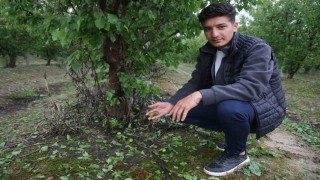 Çevreyi beyaza bürüyen fındık büyüklüğündeki dolu tarım arazilerini vurdu