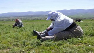 Çorumda madımak otu mesaisi başladı
