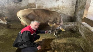 Danimarka ve Amerikadan getirildiler, Ofa kısa sürede uyum sağladılar