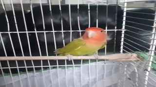 Denizlide petshop denetiminde 164 hayvana el konuldu