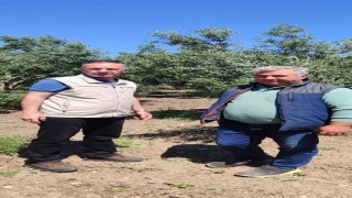 Didimde zeytin üreticilerine zararlı uyarısı