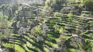 Dik yamaçta 60 yıllık emek, taş duvarlarla kurulan miras