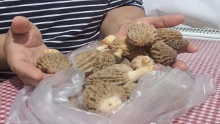 Doğanın Et lezzeti Kuzugöbeği sofralarda
