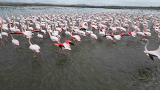 Eber Gölünde görsel şölen: Flamingolar renkli görüntüler oluşturdu