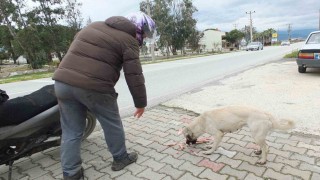 Edremitli genç 5 yıldır sokak köpeklerini besliyor