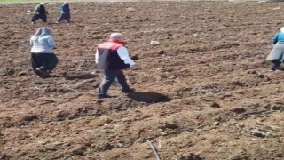 Elazığda domates üretiminde yeni sezon  başladı