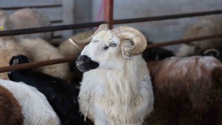 Elazığda kurbanlık satışları başladı