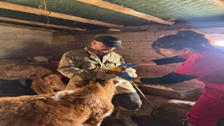 Elazığda şap aşılama çalışması sürüyor
