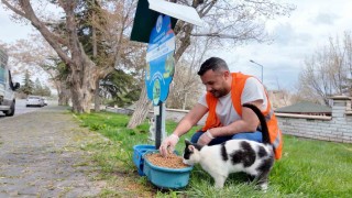 Elazığda sokak hayvanlarına mama desteği sürüyor