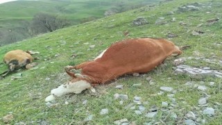 Elazığda yıldırımın çarptığı inekler telef oldu