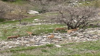 Elazığın tarihi mahallesi Harputta dağ keçileri görüntülendi
