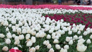 Emirgan Korusunda lale festivali başladı