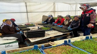 Erzincanda seralarda fide denetimi sürüyor