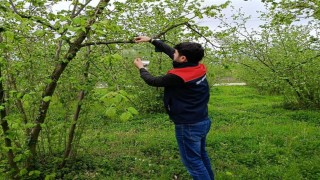Fındık bahçelerinde takip başladı