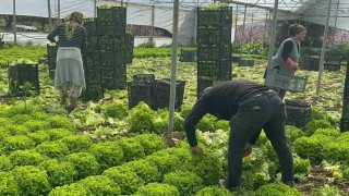 Geçen sene zararıyla ağlatan kıvırcık bu yıl güldürdü