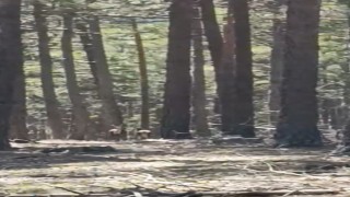 Geyik sürüsü amatör kameraya yansıdı