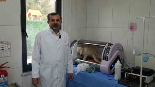 Gürsu Butik Hayvanat Bahçesi yeni sakinlerini ağırlıyor