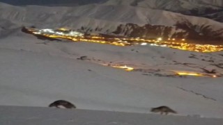 Hakkaride masalsı şehir görüntüsü eşliğinde tilkilerin oyunu