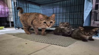 Hamile kedi sığındığı veteriner kliniğinde doğum yaptı