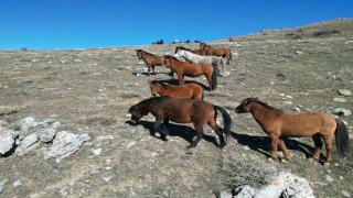 Havanın ısınmasıyla yılkı atlarının hareketliliği arttı