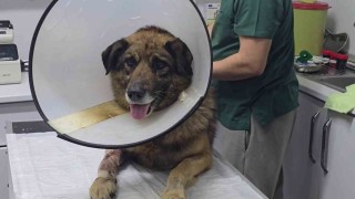 Havladığı için 4 kurşunla vurulan köpek hayata tutundu; Adını Kurşun koydular