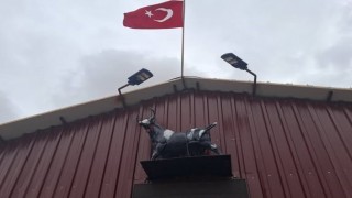 Heykeli gerçek sanıp kaçtı: Tosunun şaşkınlığı sosyal medyada gündem oldu