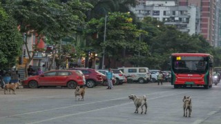 Hindistanda 62 milyon sokak köpeği, sokakları işgal ediyor