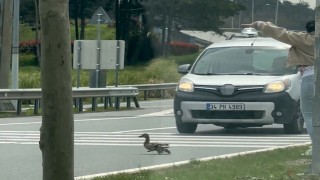 İstanbulda ördeklerin güvenli geçişi için trafik durduruldu
