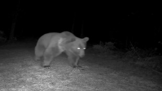 Karabükte boz ayılar fotokapanla görüntülendi