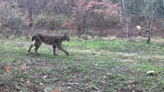 Karabükte vaşak, domuzlar ve tavşan fotokapanla görüntülendi