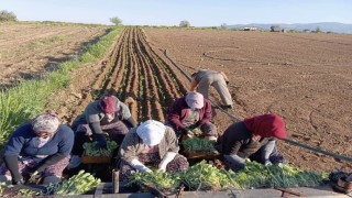 Karacasuda çiftçilerin tütün mesaisi başladı