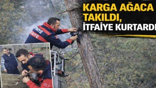 Karga Ağaca Takıldı, İtfaiye Kurtardı