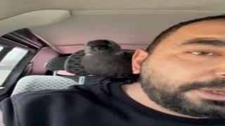 Karga önce sileceğe, sonra sürücünün omzuna kondu