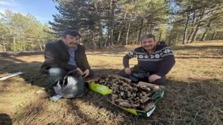 Kastamonu ormanlarında kuzugöbeği mantarı bolluğu
