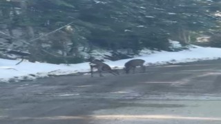 Kastamonuda karacalar su içerken görüntülendi