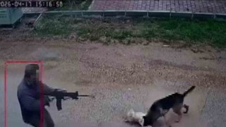Kavga eden sokak köpeklerine tüfekle ateş edip bir köpeği öldürdü