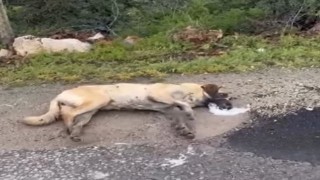 Kemerhisardaki zehirlenme iddiaları üzerine valilik harekete geçti