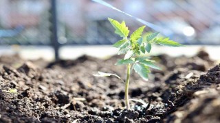 Kendi kompost gübresini üreten belediyeden ata tohumu hamlesi