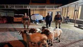 Kiliste kayıp küçükbaş hayvanlar bulundu