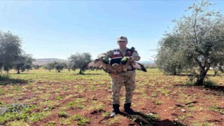 Kiliste yaralı kızıl şahin bulundu