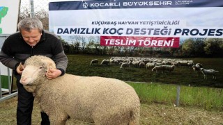 Kocaelide hayvancılığa damızlık dopingi