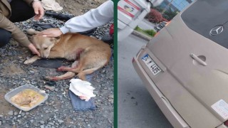 Köpeğe çarptın tartışması kamerada