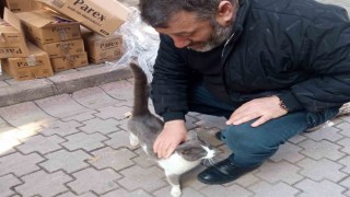 Köpeklerden kaçan kedinin imdadına itfaiye yetişti